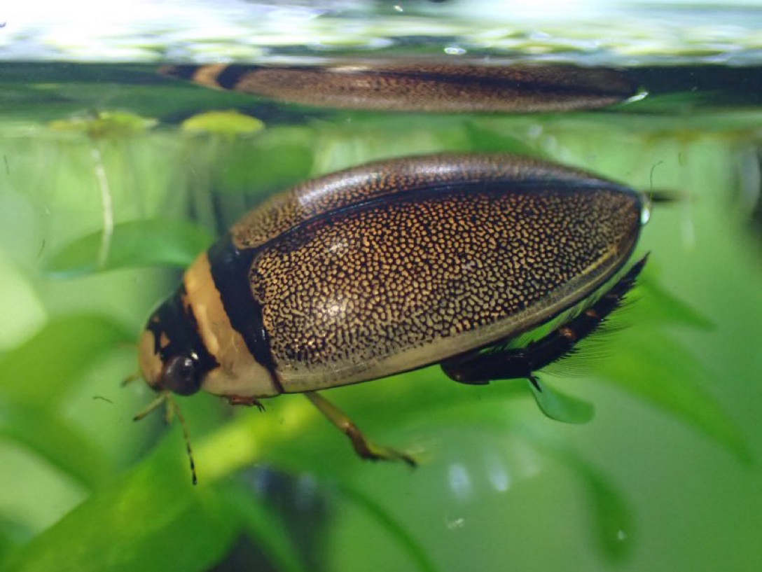 飼育方法】マルガタゲンゴロウを繁殖させてみた | 水たまりクラブ