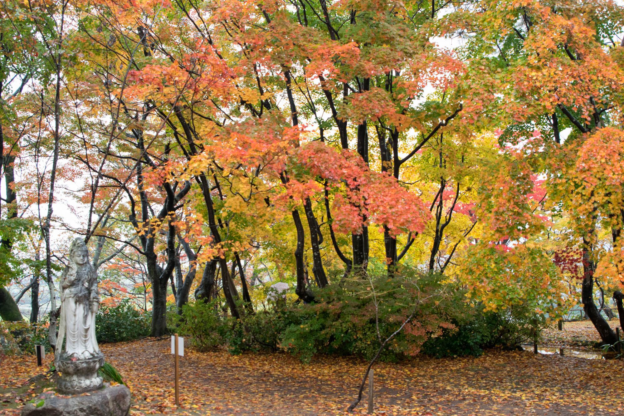 もみじ園について | 長岡市 もみじ園