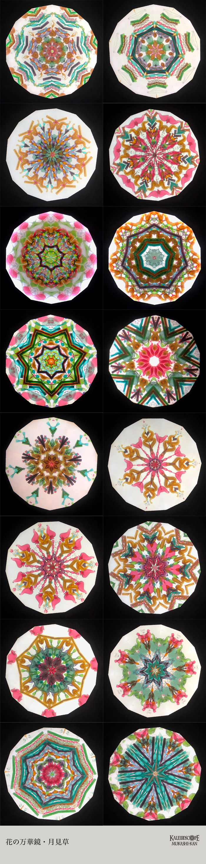 万華鏡：ドライ]花の万華鏡・月見草：ルーク＆サリー・デュレット[送料