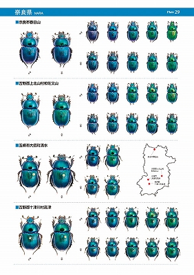 日本のオオセンチコガネ