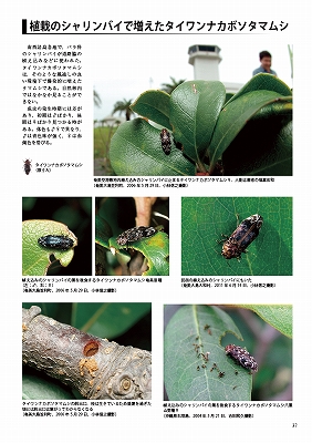 日本産タマムシ大図鑑