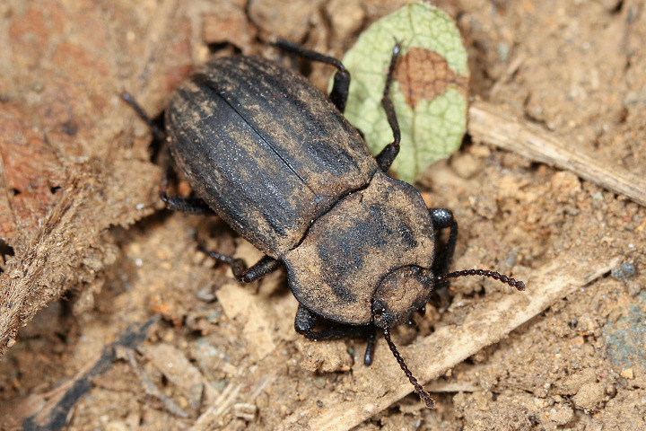 ウズベキスタン産 ゴミムシダマシ 27mm ウズベキスタン産
