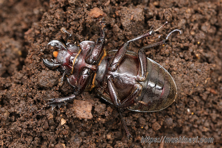 ミクラミヤマクワガタ