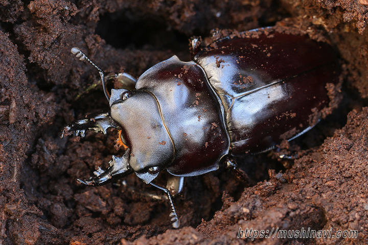 ヤエヤママルバネクワガタ飼育記録