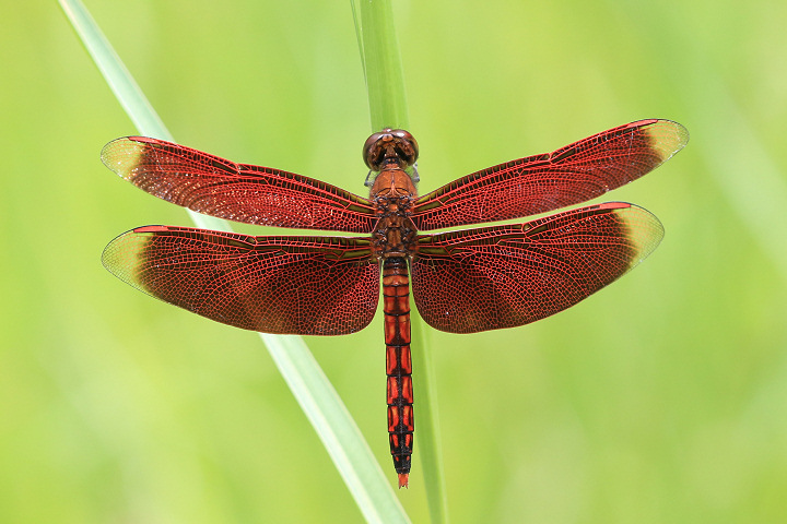 アカスジベッコウトンボ