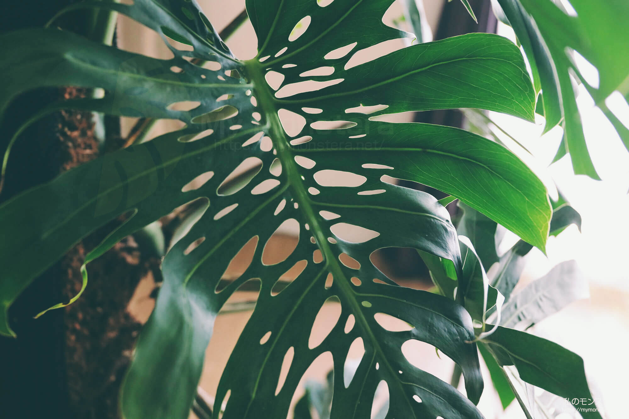 モンステラデリシオーサマクロコズム( Monstera Deliciosa Macrocosm