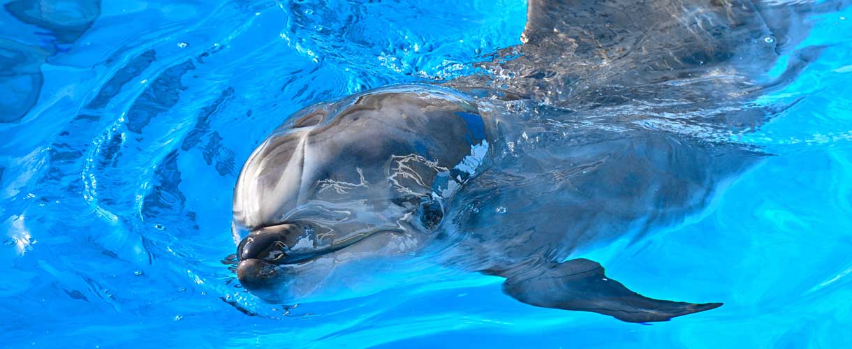 練習中の種目がパフォーマンスに！？ ～アイ編～｜研究・教育｜名古屋