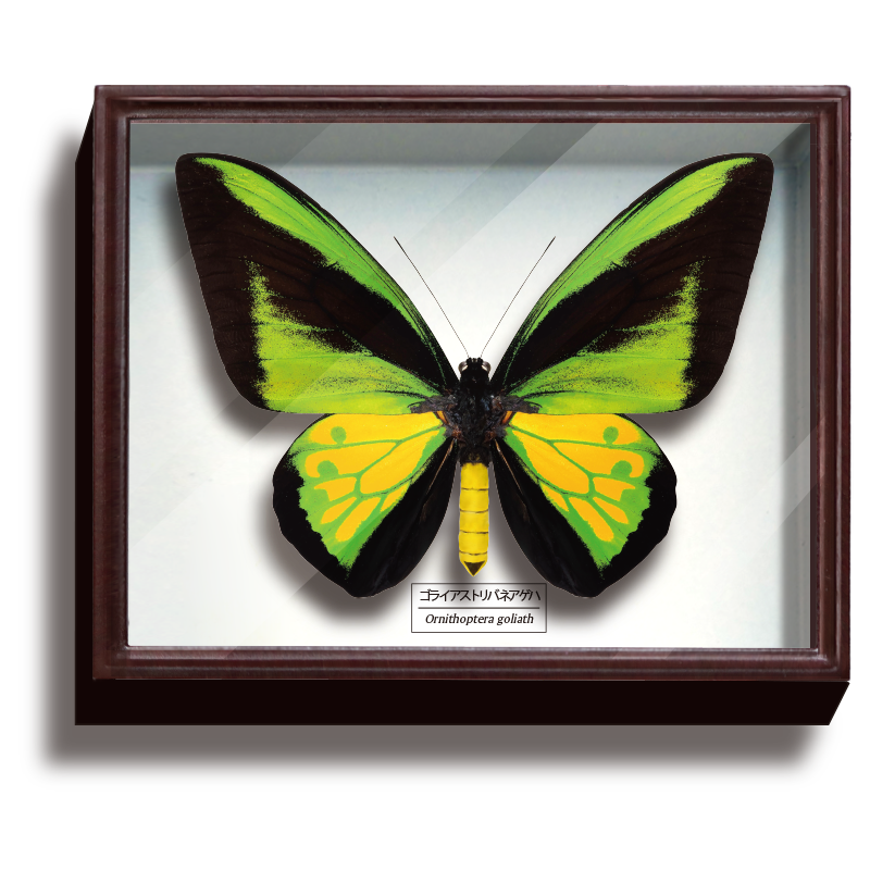 チトヌストリバネアゲハ ペア 【公式通販】