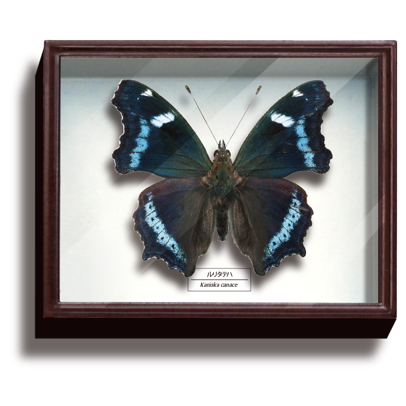 ドイツ箱マグネットコレクション3 – ネイチャーテクニカラー公式