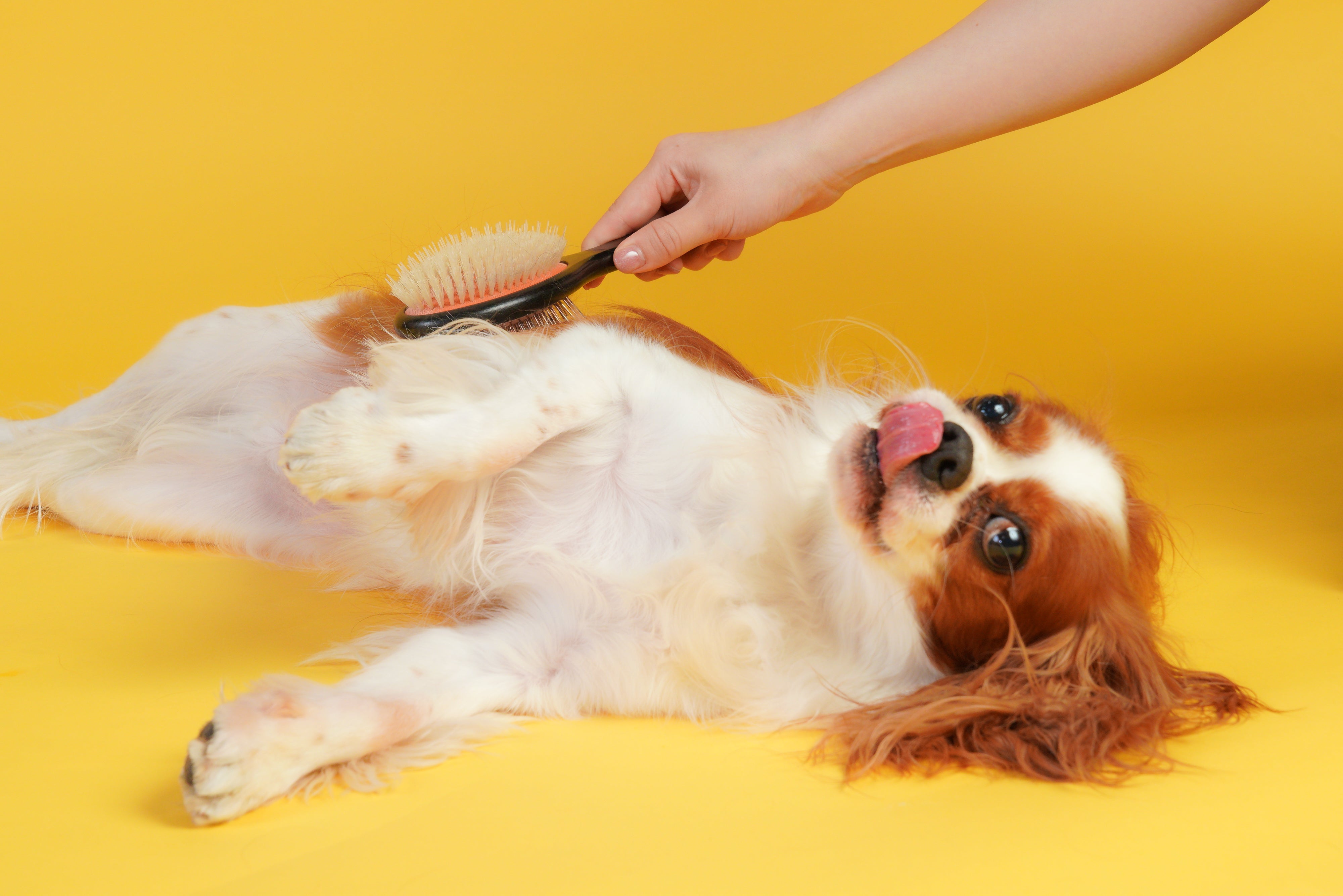 数量限定】魔法のペットブラシ SHARR 【4月中お届け予定】 – NENE's store