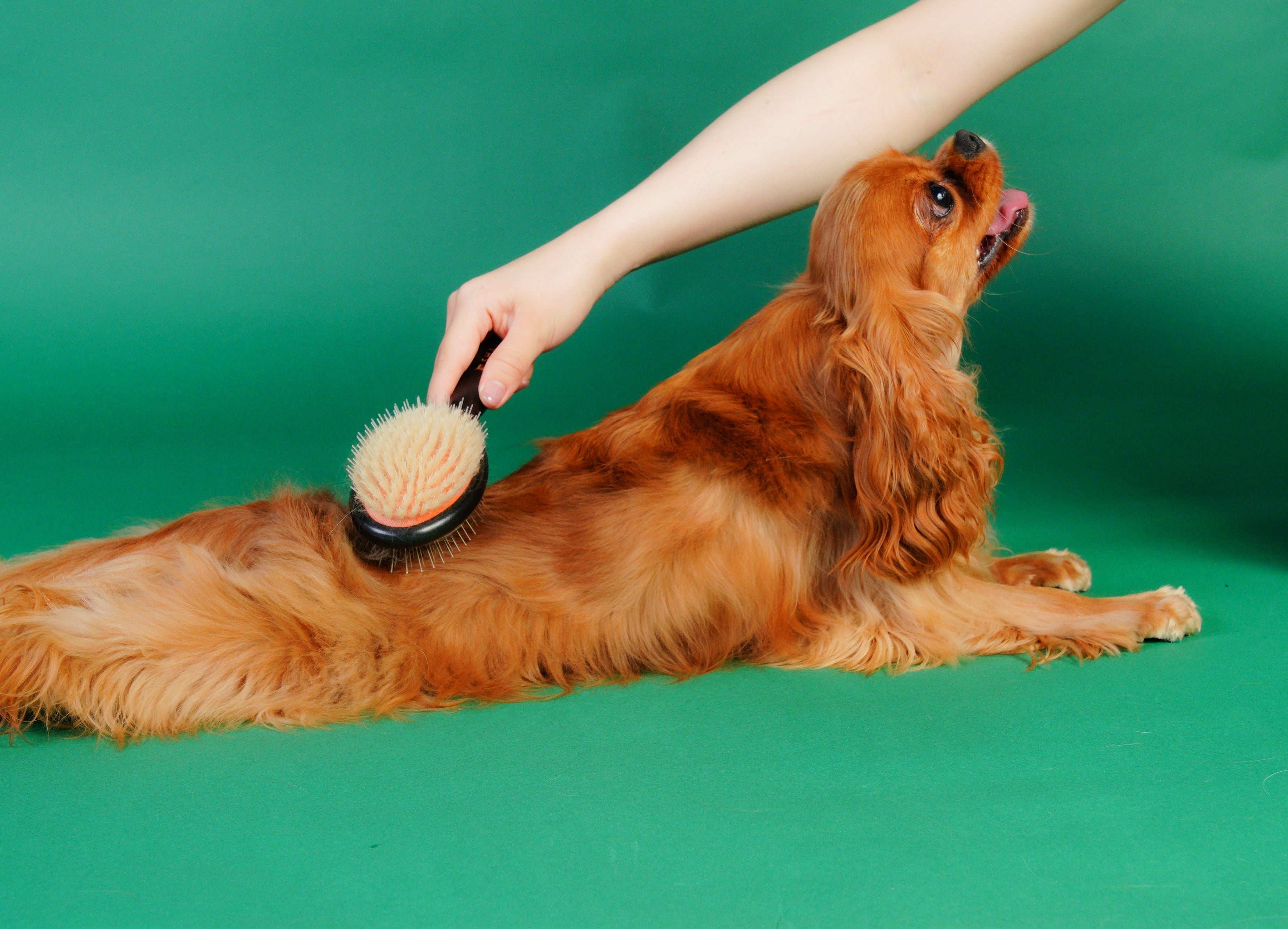 数量限定】魔法のペットブラシ SHARR 【4月中お届け予定】 – NENE's store