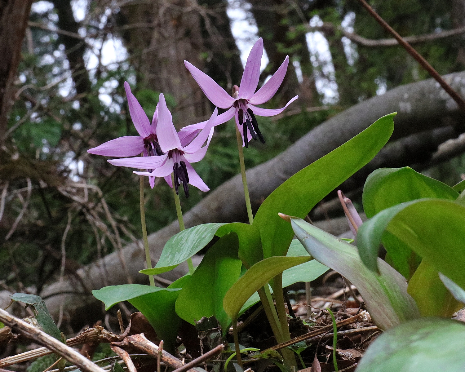 カタクリ | 山川草木図譜 | 野山の植物, 春, 3月, 4月, スプリング