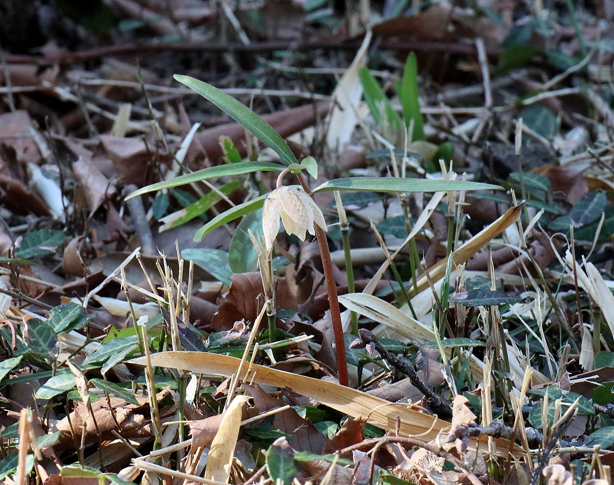 カイコバイモ | 山川草木図譜 | 春, 野山の植物, 山岳の植物