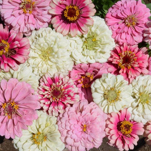200 Strawberry Swirl Zinnia Flower Seeds – New Hill Farms