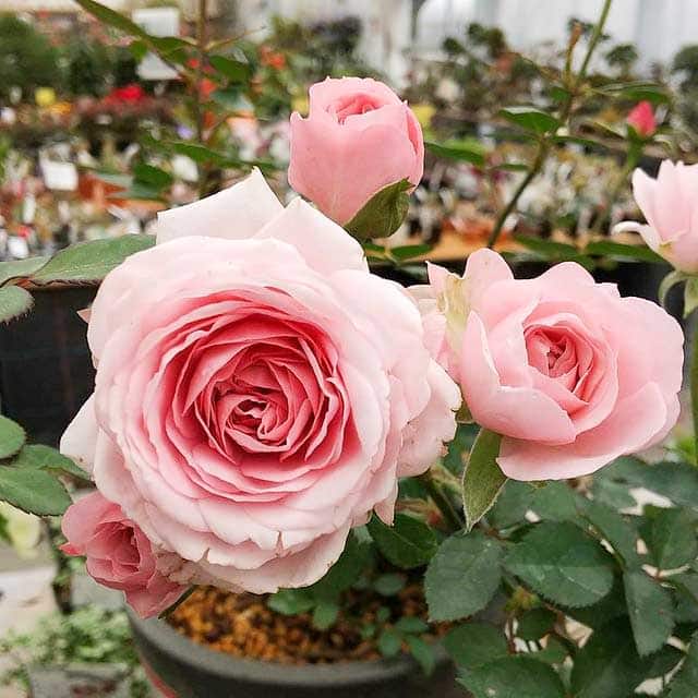 ミニバラ（ミニチュアローズ） | 花の管理方法 | 新津フラワーランド