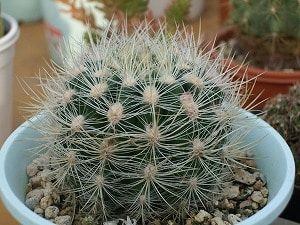 サボテン | 花の管理方法 | 新津フラワーランド