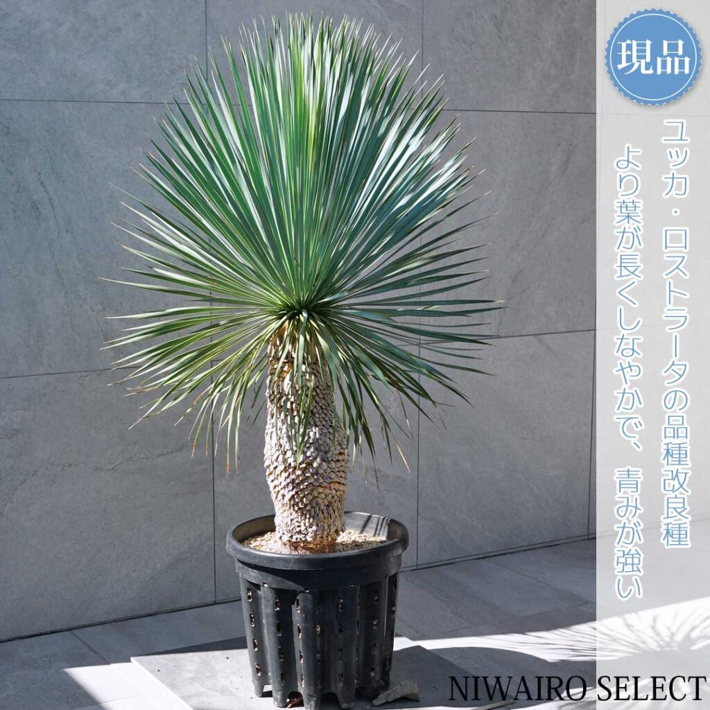 ロストラータブルーサンダーとはどんな植木？特徴と育て方について