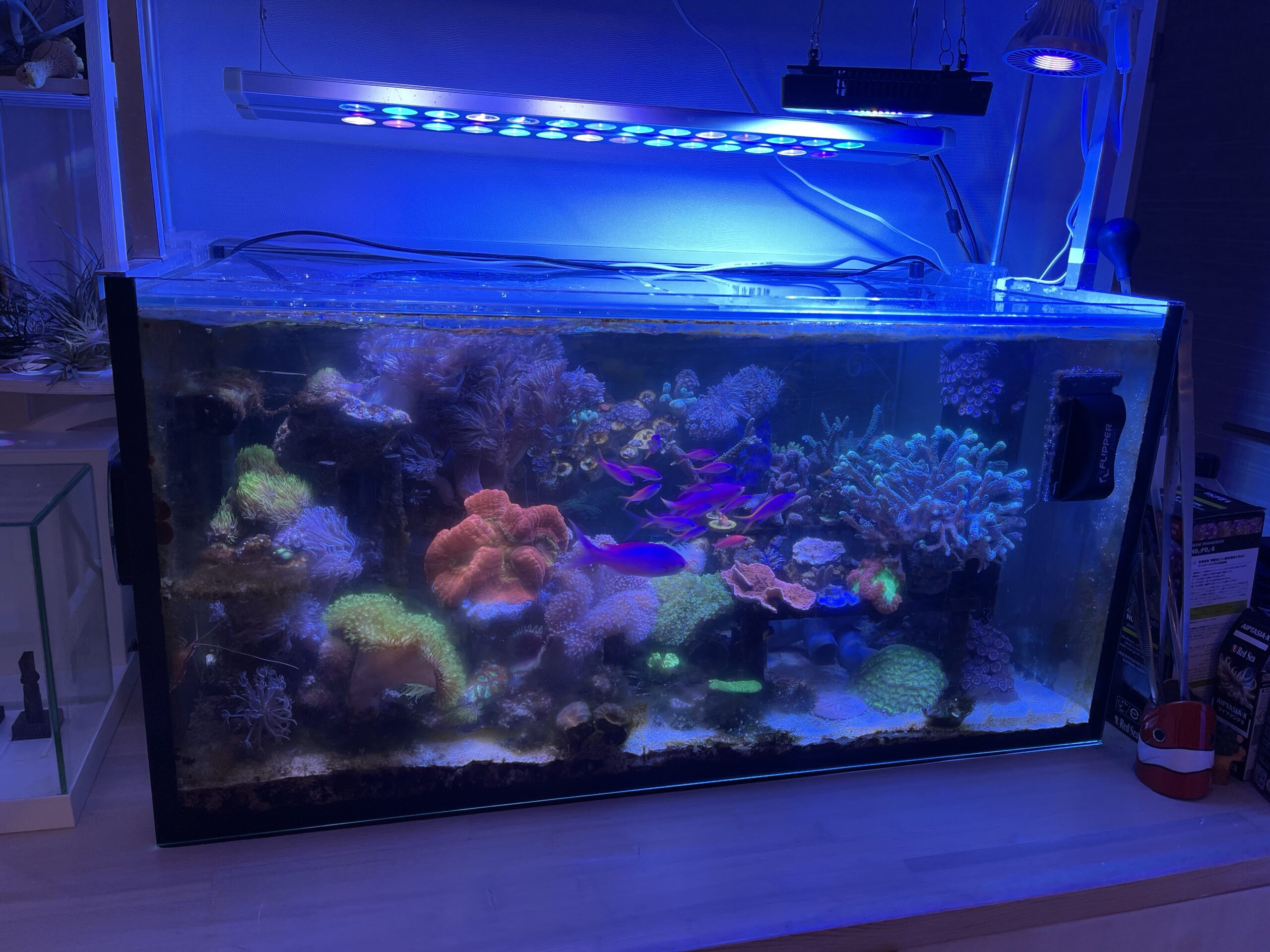 海水水槽】水槽の濾過槽のろ材はどのくらい必要？過去の水槽のろ材の