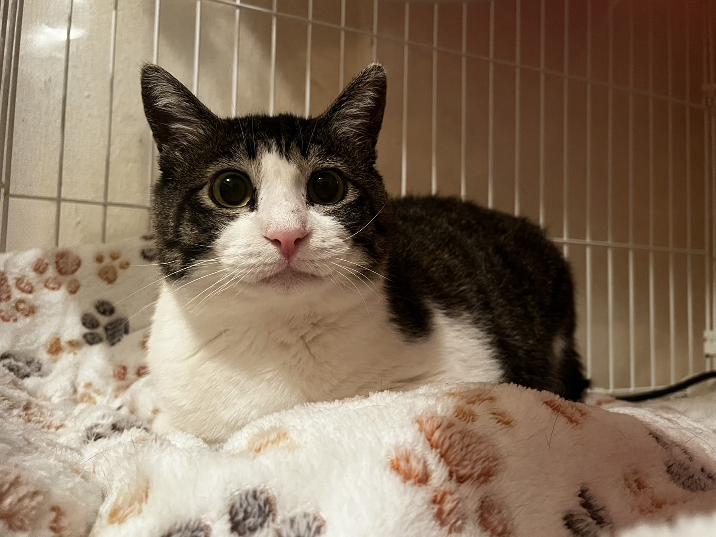 澄川 スミノフ – ニャン友ねっとわーく北海道