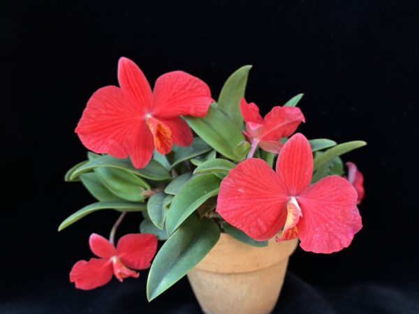 カトレア ブレビペデュンキュラタ | おうち植物園