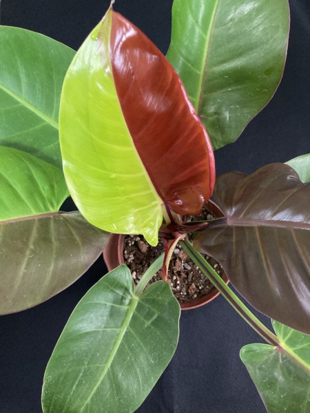 フィロデンドロン インペリアル イエローフレーム | おうち植物園