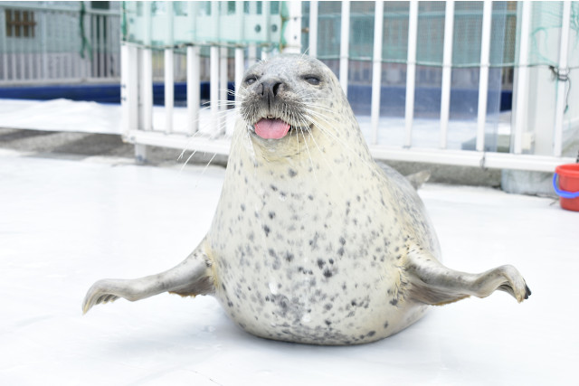アザラシシーパラダイス｜紋別市 オホーツク・ガリンコタワー株式会社