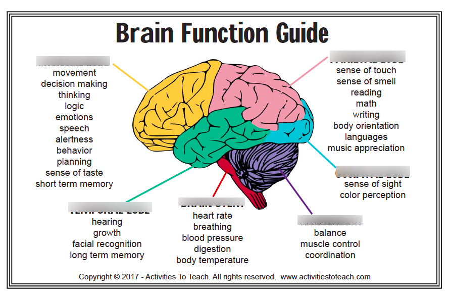 Brain Function Guide Diagram | Quizlet