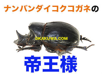 ナンバンダイコクコガネの帝王！と仕事のゴール。: 三足のわらじ