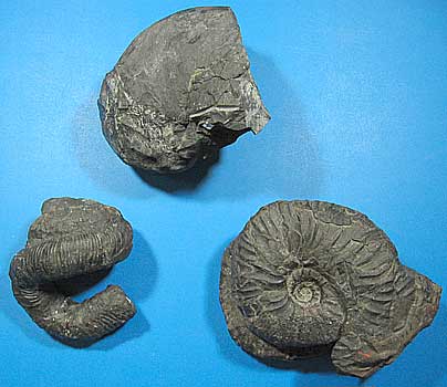 宮本コレクション