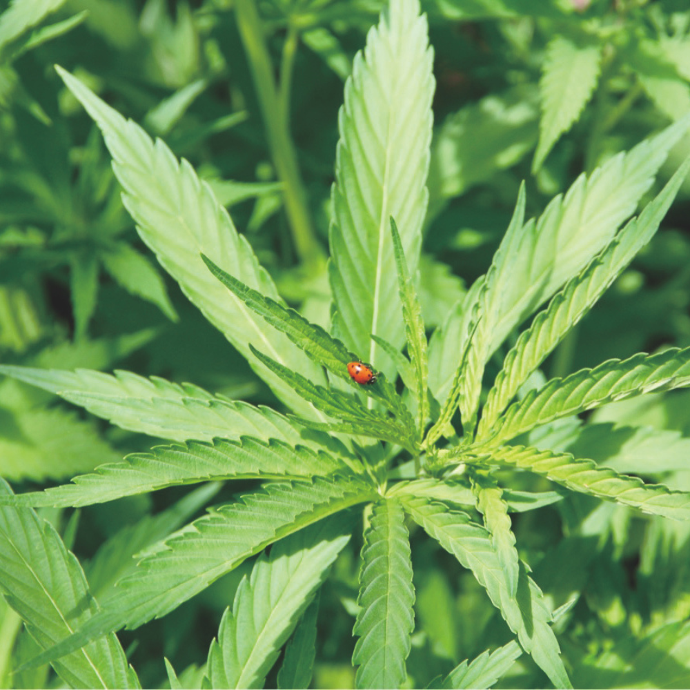 エリクシノール ティンクチャー 1500 10ml – 生活の木 オンラインストア