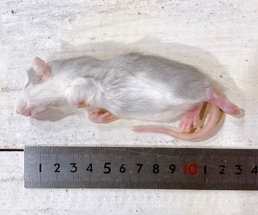 冷凍ラット | リトルモンスターおおさか