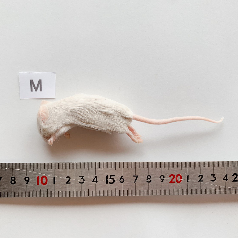 冷凍マウス | リトルモンスターおおさか