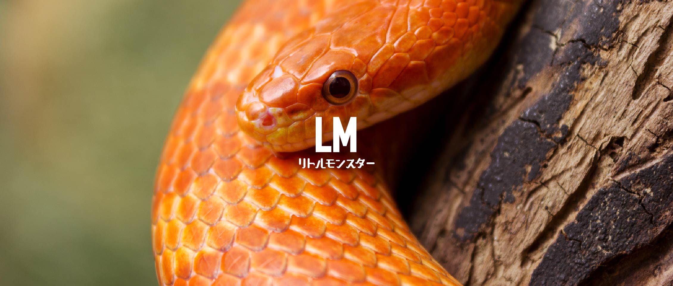 冷凍マウス・冷凍ラット通販専門店｜リトルモンスターおおさか【最短