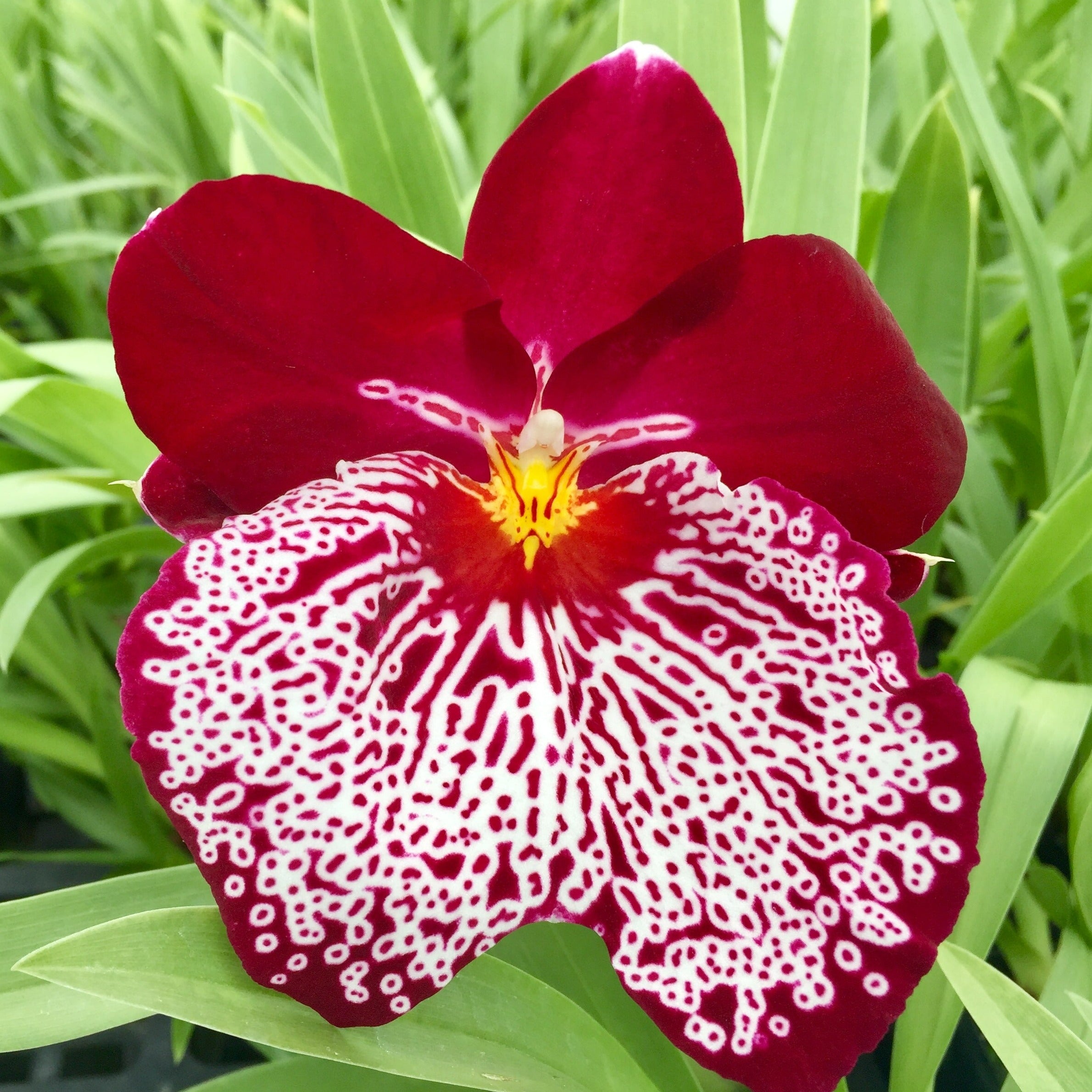 Milt. Breathless 'Good Woman' – Kalapana Orchid Farm