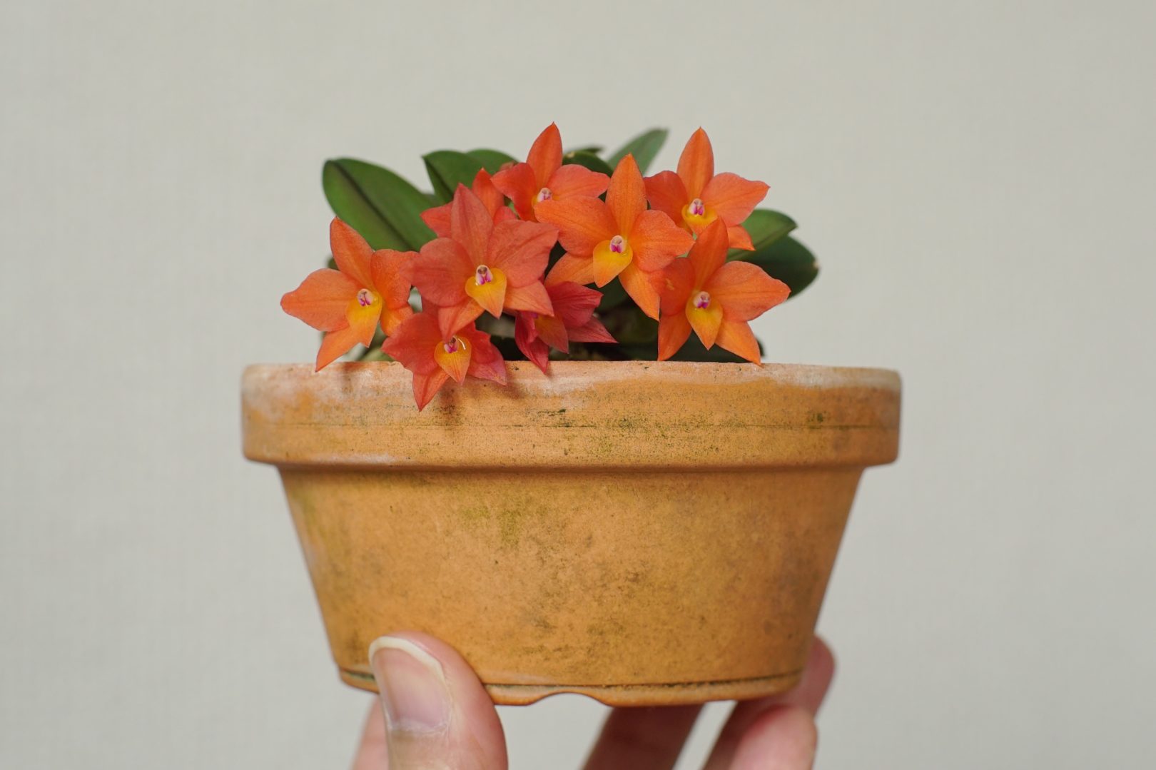 人気の手乗りカトレア「旧ソフロニティス属」の仲間たちを紹介 | ORC