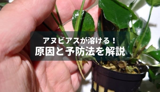 アヌビアス ナナ 'プチ スノーフレーク' | Ordinary-Aquarium