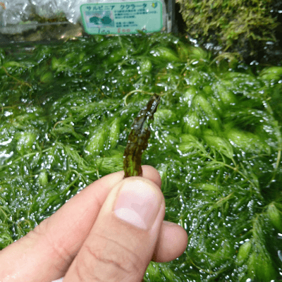 ミクロソルム プテロプス 'カピット ウエスト' | Ordinary-Aquarium