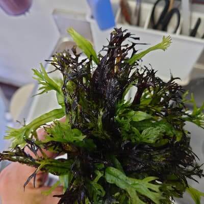 ミクロソルム プテロプス 'セミナローリーフ' | Ordinary-Aquarium