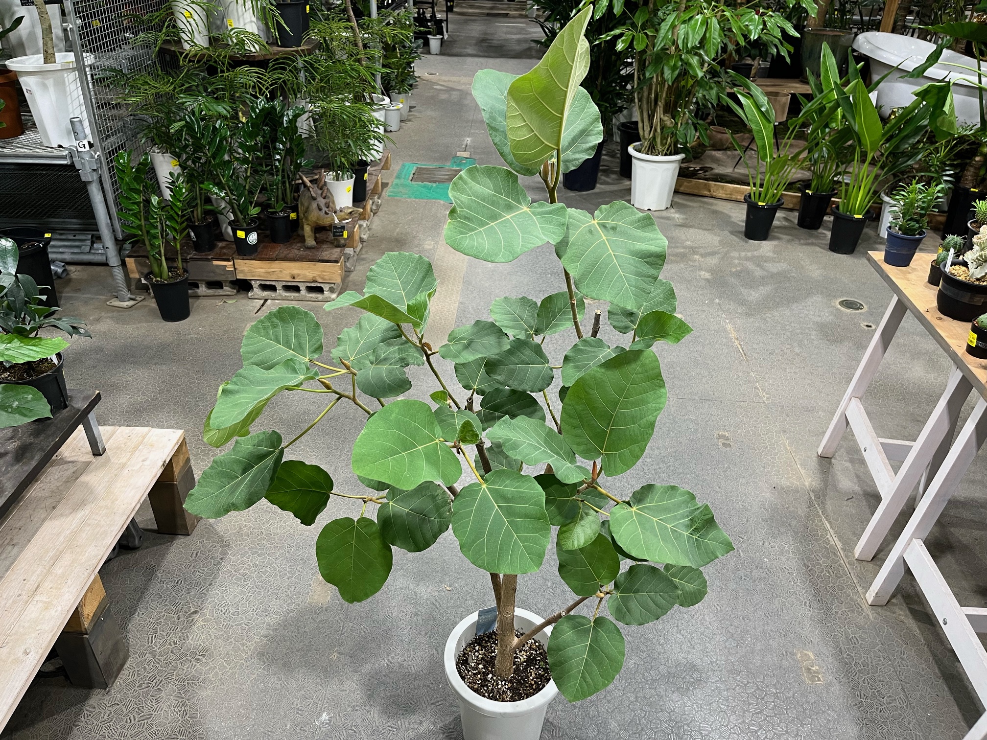 復活のフィカス エベレスト！！珍品植物もございます！！ | オザキ