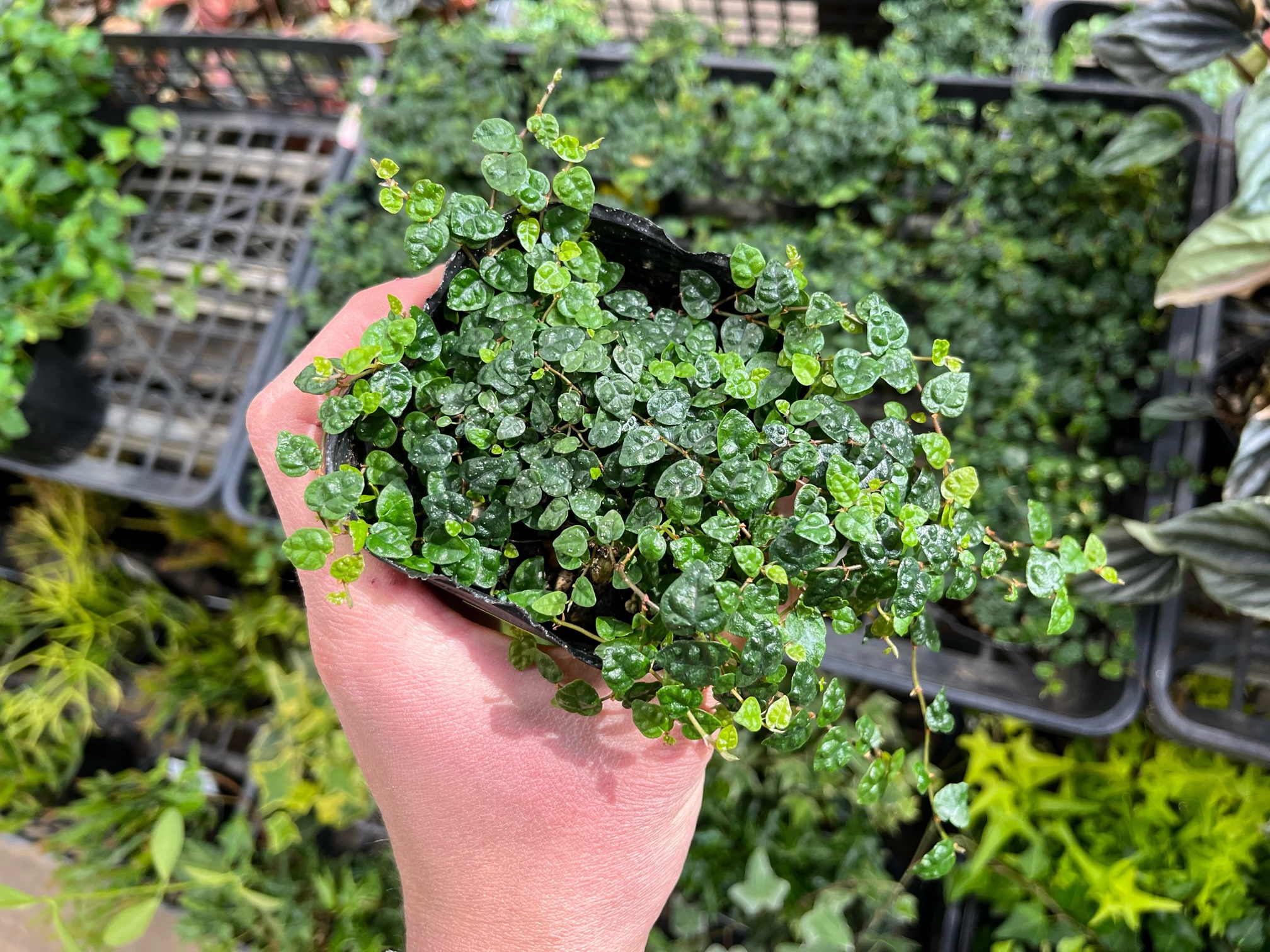 フィカス エベレストあります！！その他おすすめ観葉植物ご紹介