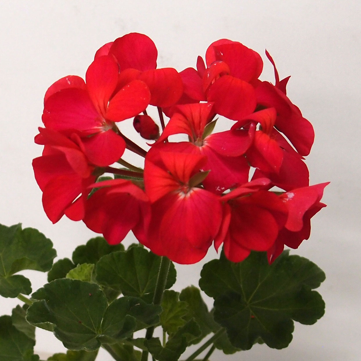 ゼラニウム | オザキフラワーパーク | オザキフラワーパーク