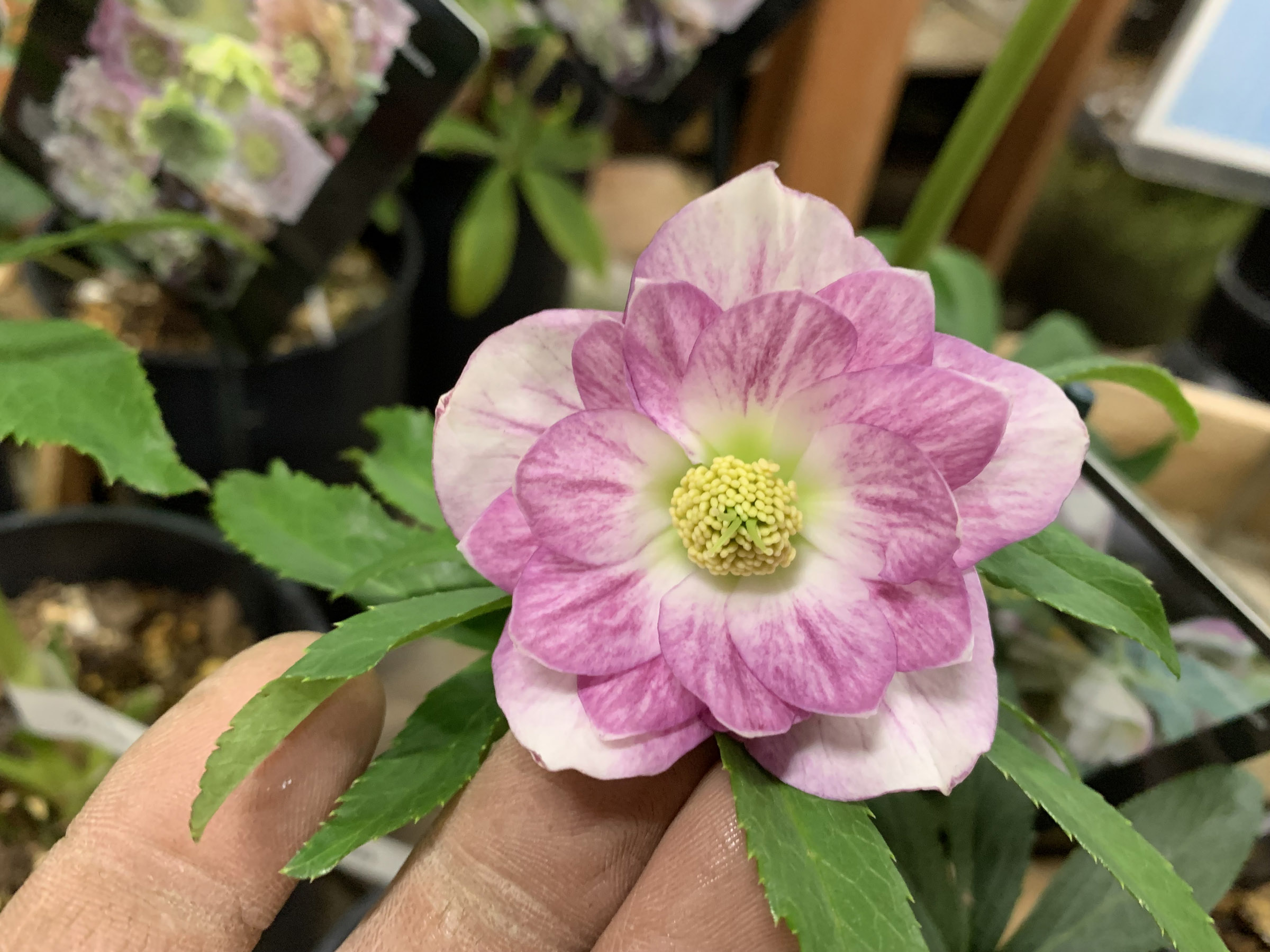 1F|クリスマスローズ入荷です! | オザキフラワーパーク | オザキ