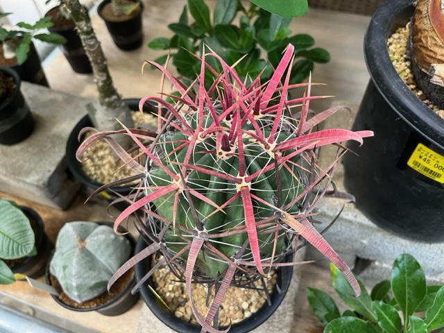 2F|サボテン、ユーフォルビア追加しました | オザキフラワーパーク