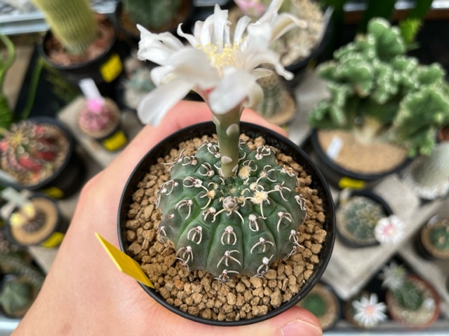 2F|サボテン、ユーフォルビア追加しました | オザキフラワーパーク