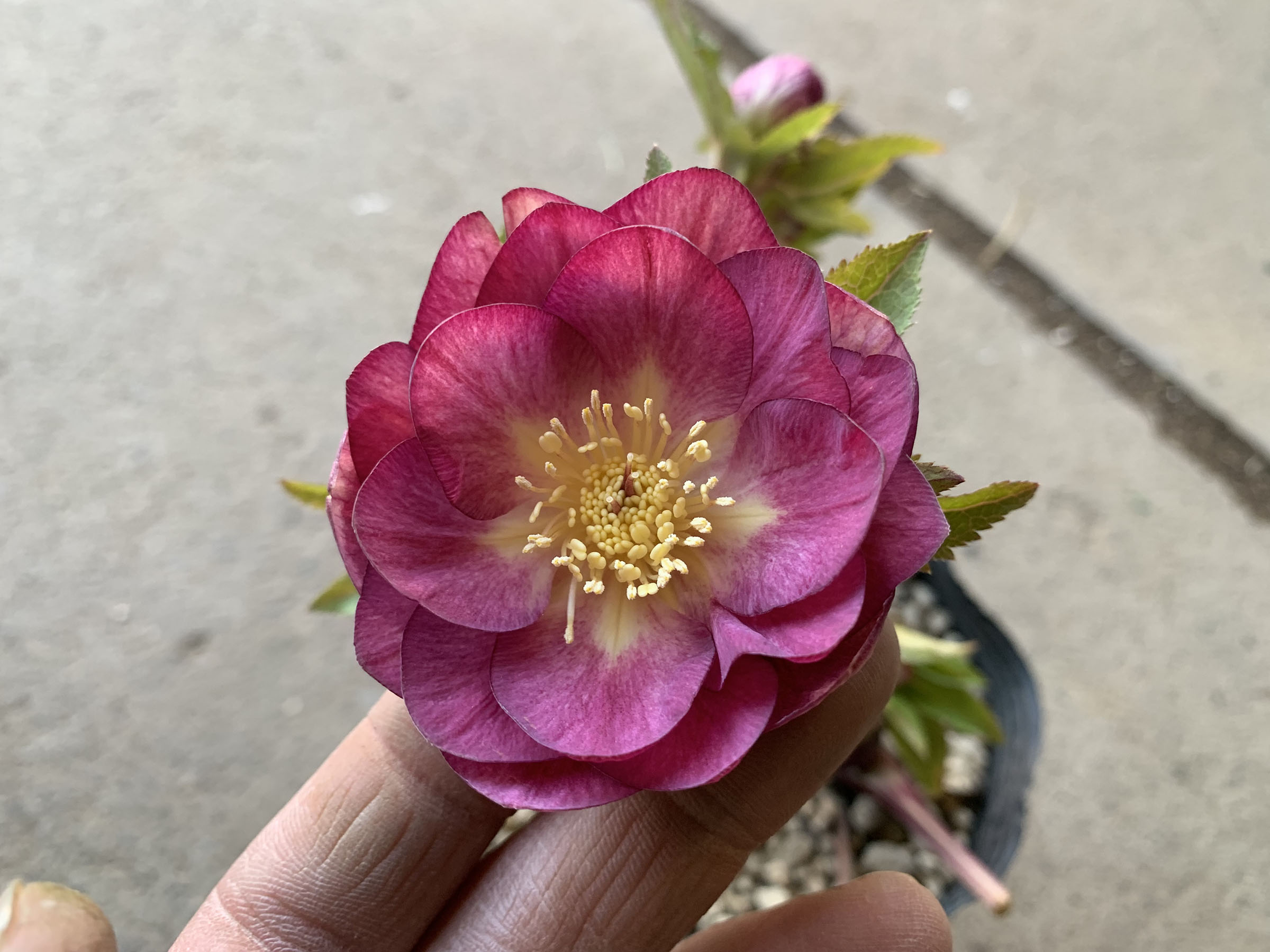 1F|入荷商品ピックアップ(ｸﾘｽﾏｽﾛｰｽﾞ、草花)＋オンラインショップ情報