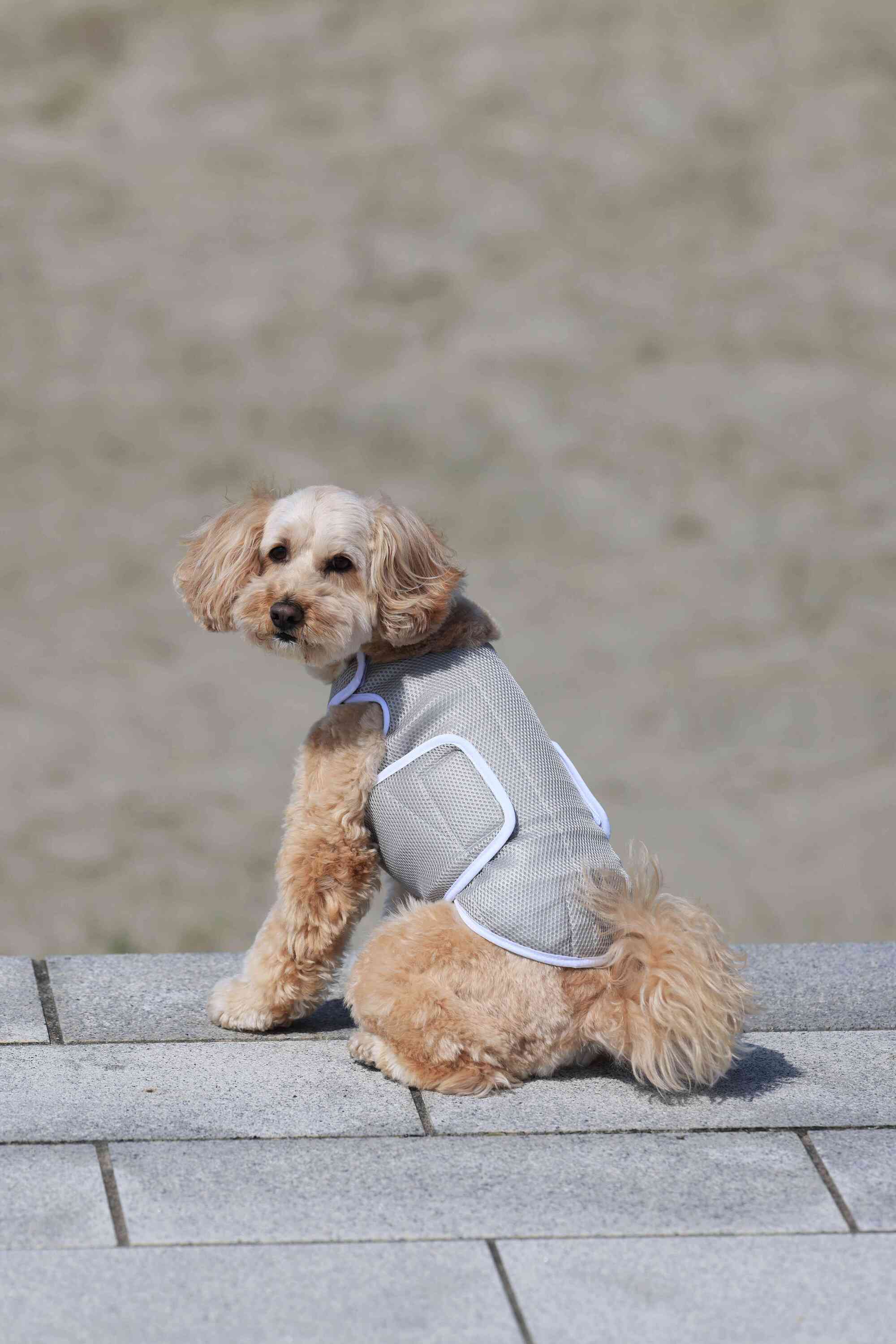 スーパークーリングベスト｜ALPHAICON（2024年モデル） – PawTopia