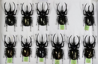 新着標本】アジア最大のコーカサスオオカブト。個体変異が激しく、産地