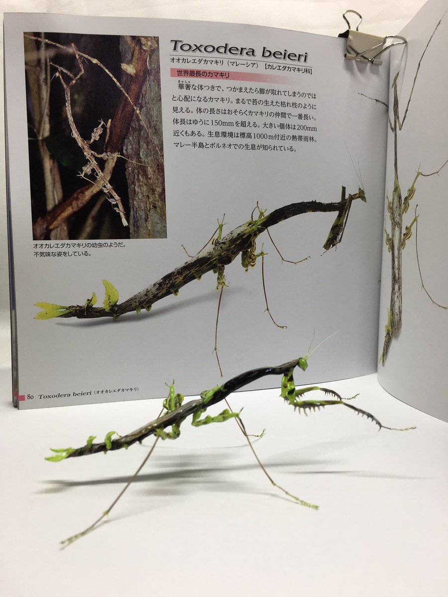 オオカレエダカマキリ！もっと色を研究せねば…！ ((背中の棘を忘れたの