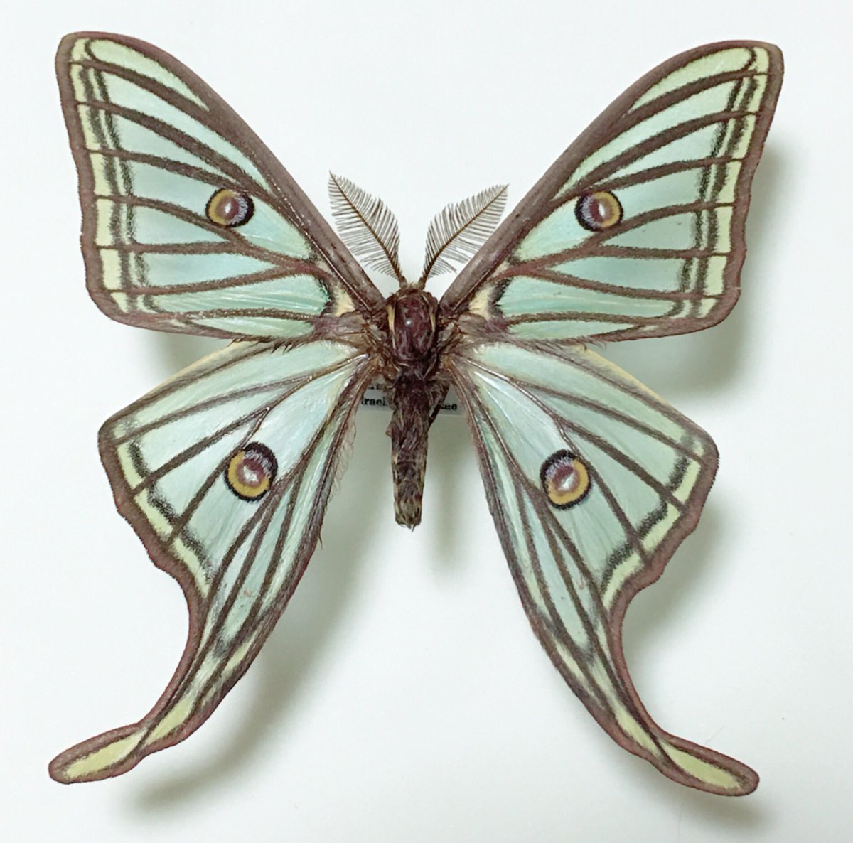 そして予算の大半をつぎ込んでしまったイザベラミズアオ Graellsia