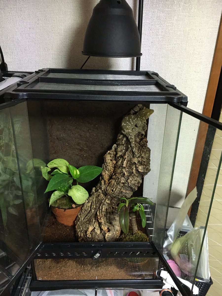 ジャイゲコのレイアウト等。 ケージ:グラステラリウム3045 保温球